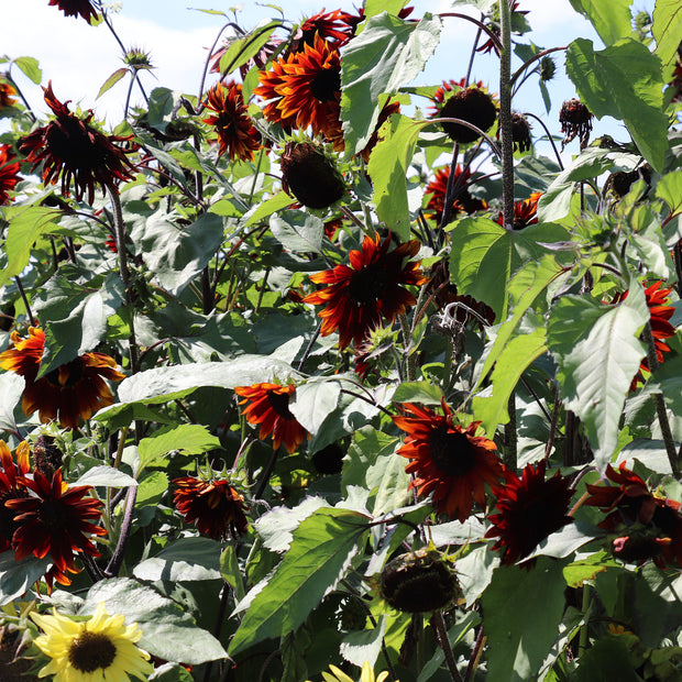 HELIANTHUS ANNUUS CLARET SUNFLOWER SEEDS