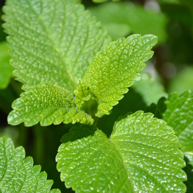 Herb Seeds Lemon Balm