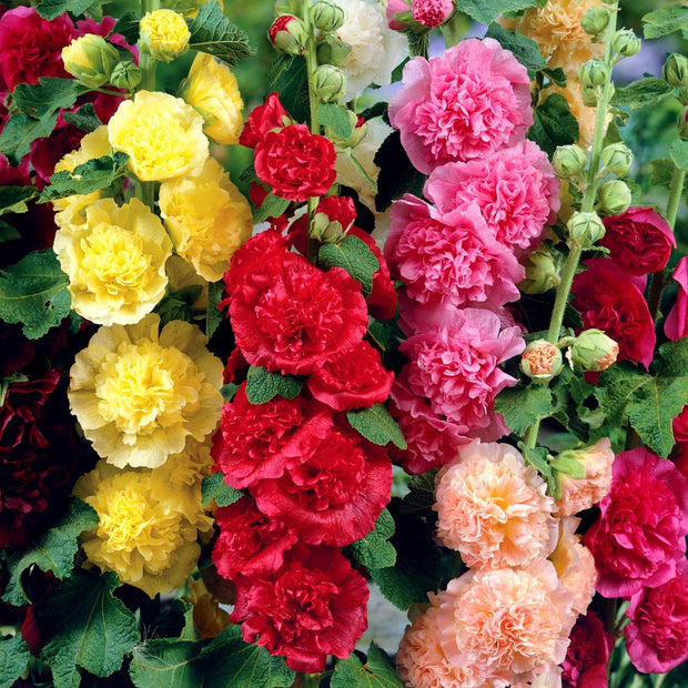 Hollyhock Chater's Double Mix Seeds