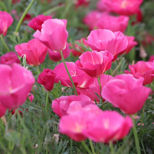 California Poppies Bush Rose