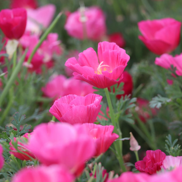 Buy California Poppy Bush Rose