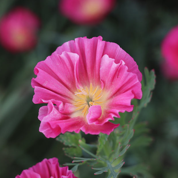 California Poppy Bush Rose Seeds