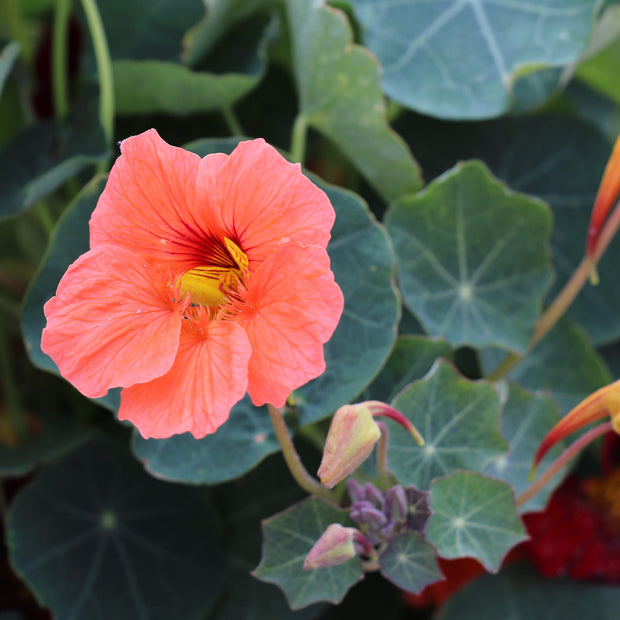 Nasturtium Sahin’s Rumba Seeds 