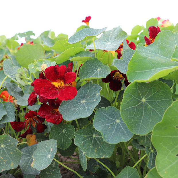 Seeds Nasturtium Sahin’s Rumba