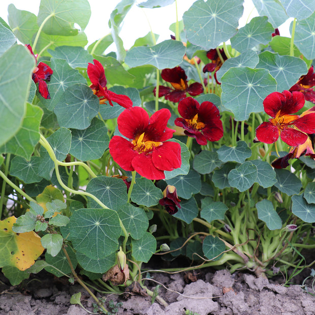 Nasturtium Sahin’s Rumba Seeds