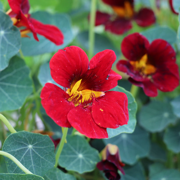 Nasturtium Sahin’s Rumba Flower Seeds