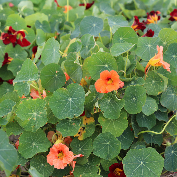 Flower Seeds Nasturtium Sahin’s Rumba