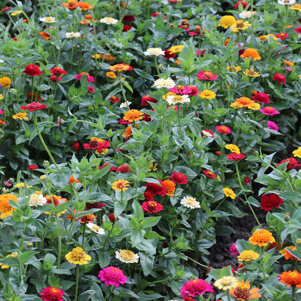 Mixture of colours of Zinna Blooming
