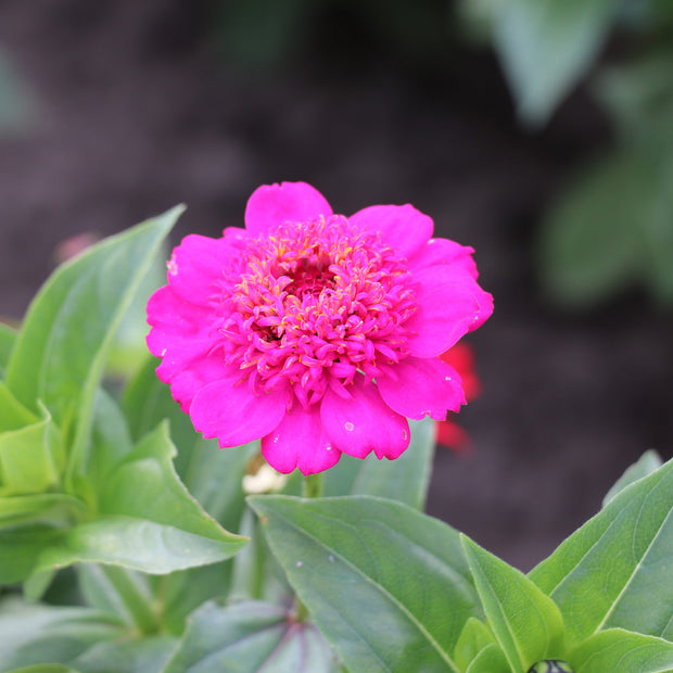 Zinnia Elegans Cresto Mixed