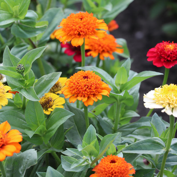 Zinnia Elegans Cresto Mixed