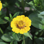 Zinnia Elegans Cresto Yellow