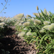 Grass Lagurus ovatus