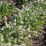 Seeds Lagurus ovatus