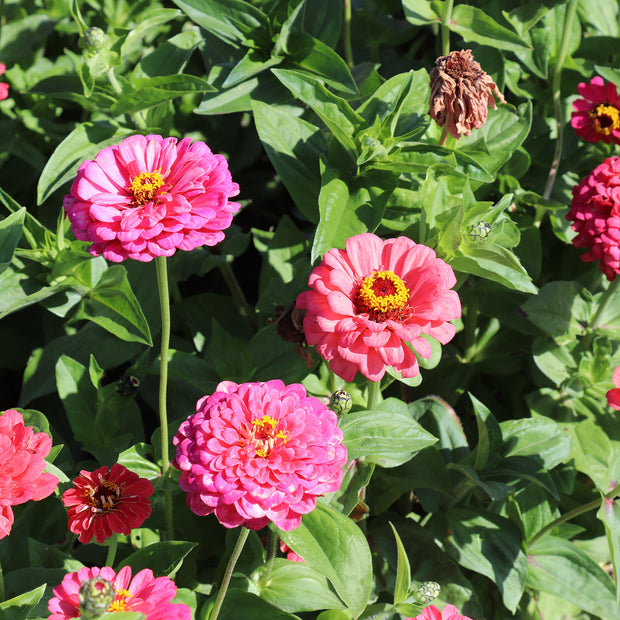 Fontana Seeds ZINNIA Dahlia Flowered Illumination Zinnias