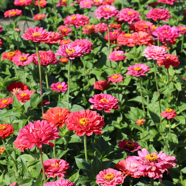 Zinnia Elegans Dahlienblühende Beleuchtung