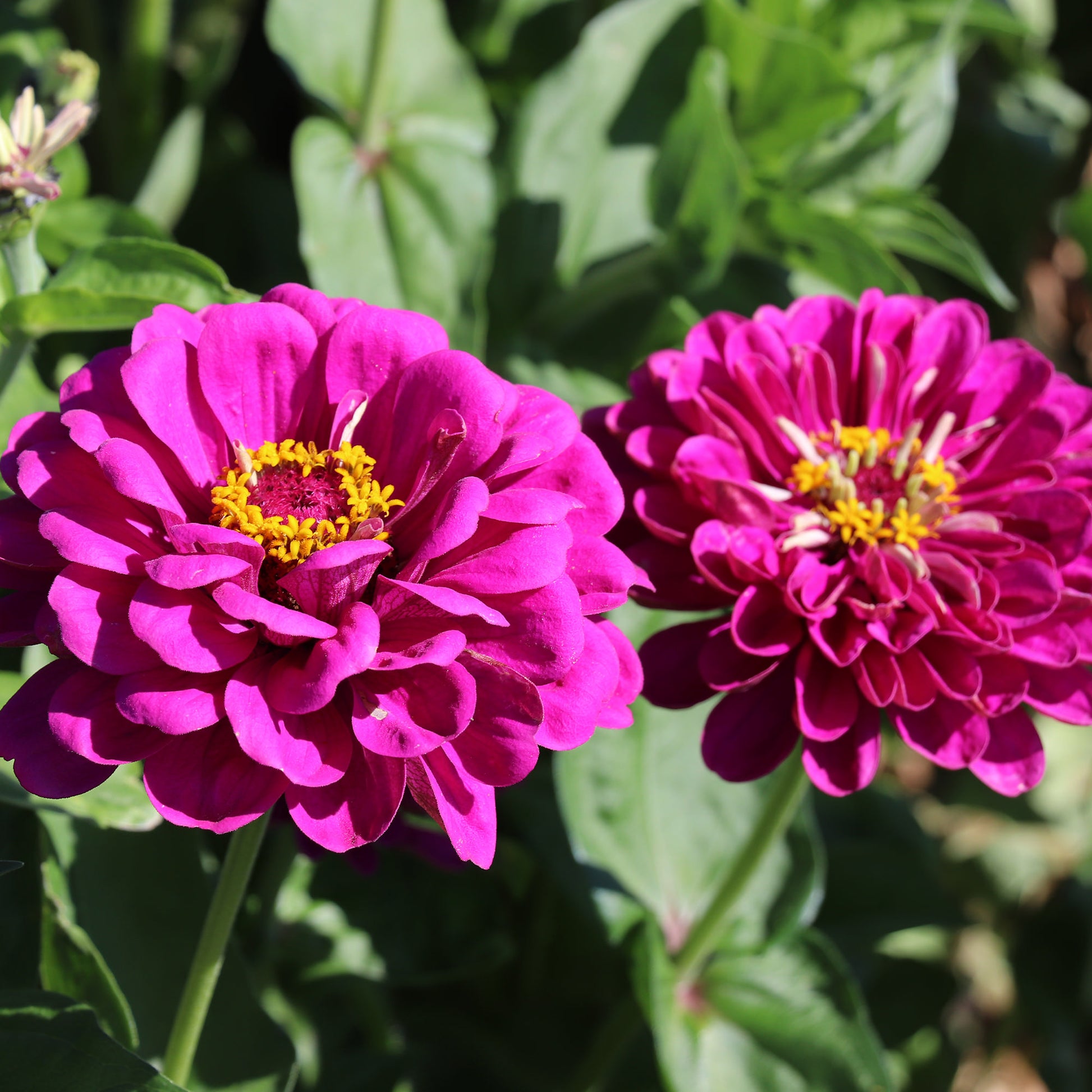 Zinnia Purple Prince Fontana Seeds