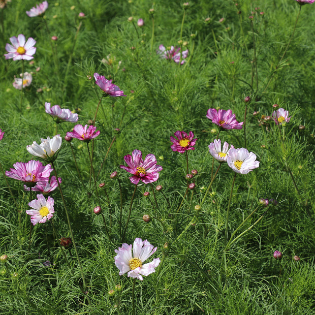 Flower Seed Cosmos Fizzies