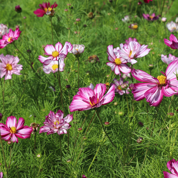 Cosmos Flowers Seeds