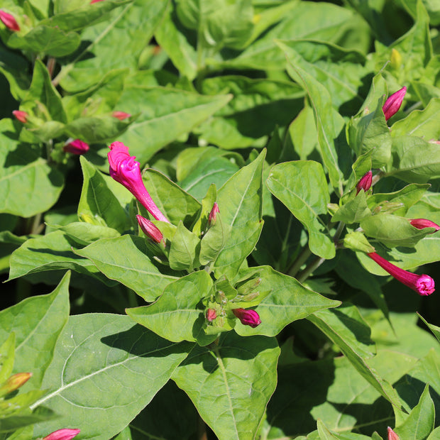 Flower Seeds Mirabilis Jalapa 'Broken Colours'