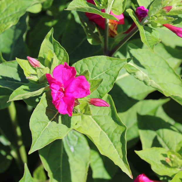 Mirabilis Jalapa 'Broken Colours' seeds