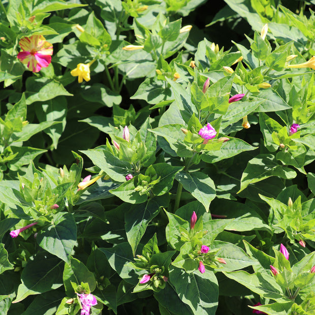 Flowers Seeds Mirabilis Jalapa 'Broken Colours'