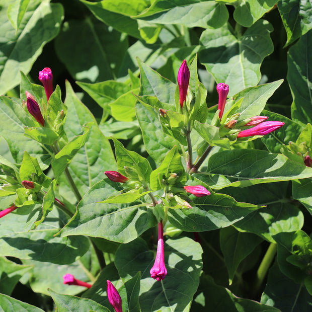 Mirabilis Jalapa 'Broken Colours'