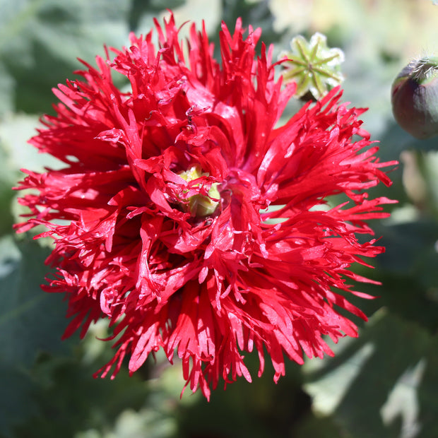 Papaver Seeds Laciniatum Crimson Feathers