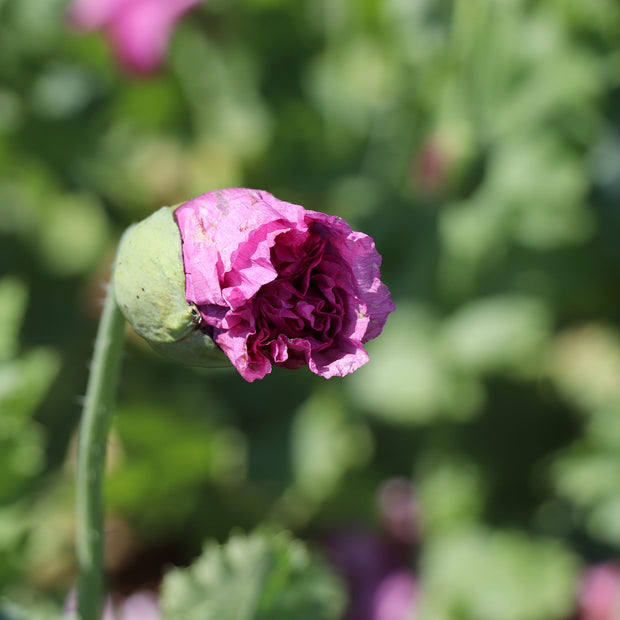 Papaver somniferum var. paeoniflorum Purple Peony Seeds