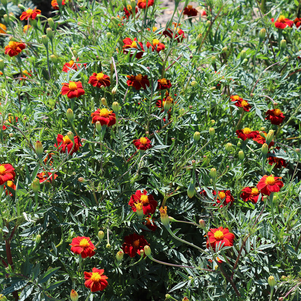 MARIGOLD LINNAEUS BURNING EMBERS SEEDS Fontana Seeds