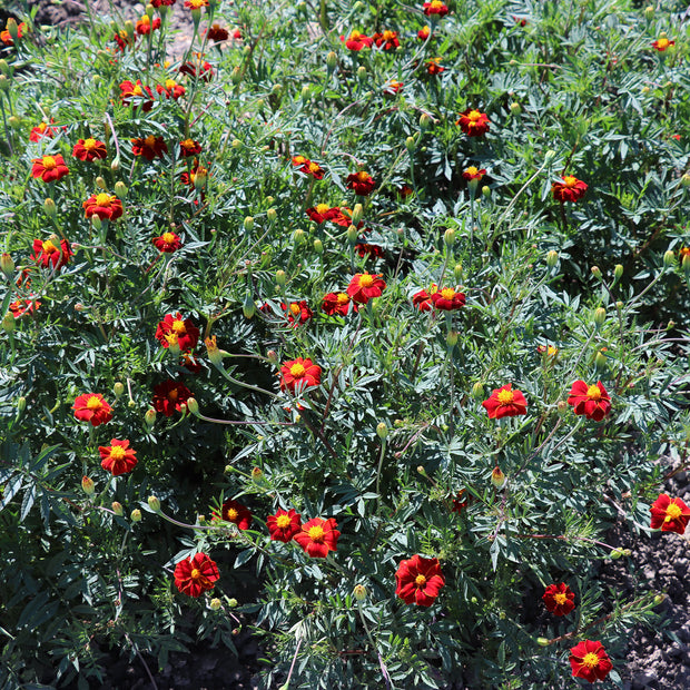 MARIGOLD LINNAEUS BURNING EMBERS SEEDS