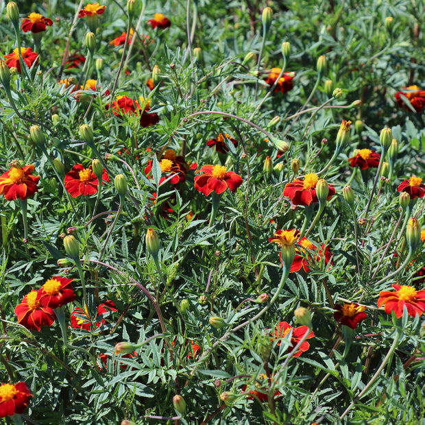 Marigold Seeds Burning Embers from Fontana Seeds