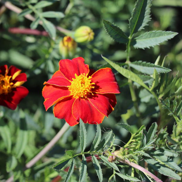 Marigold Seeds Burning Embers