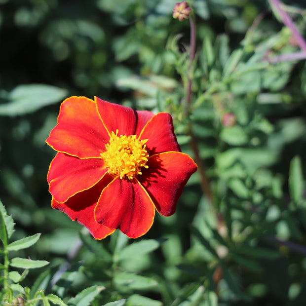 Marigold Burning Embers