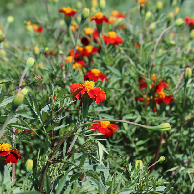 Burning Embers Marigold Seeds