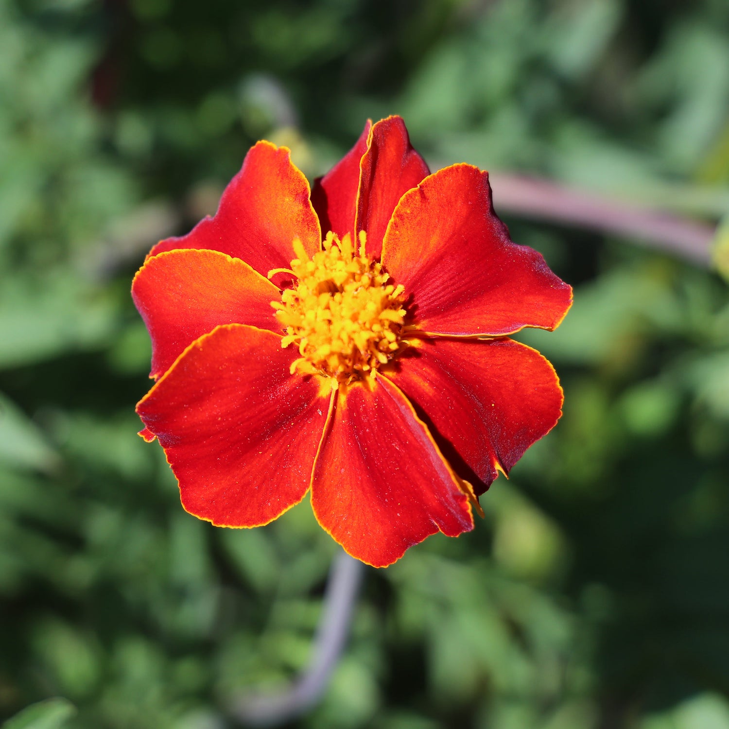 Calendula