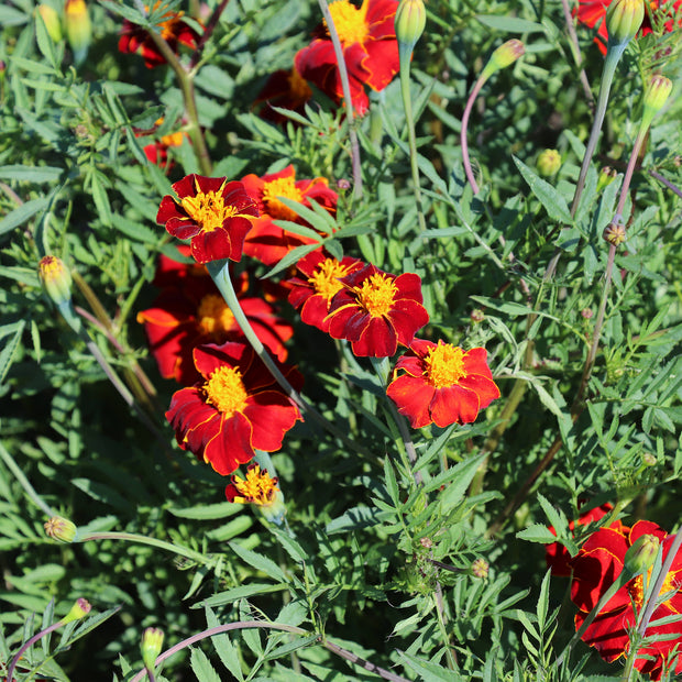   Marigold 'Burning Embers' - Tagetes linnaeus seeds