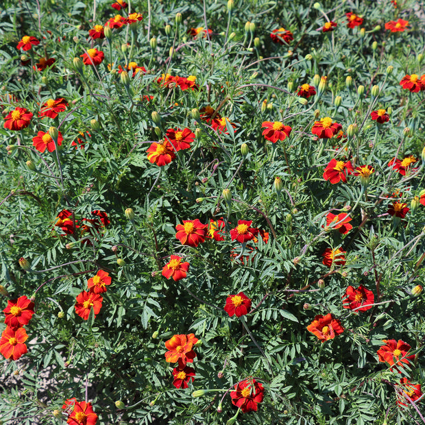   Marigold 'Burning Embers' - Tagetes linnaeus seeds