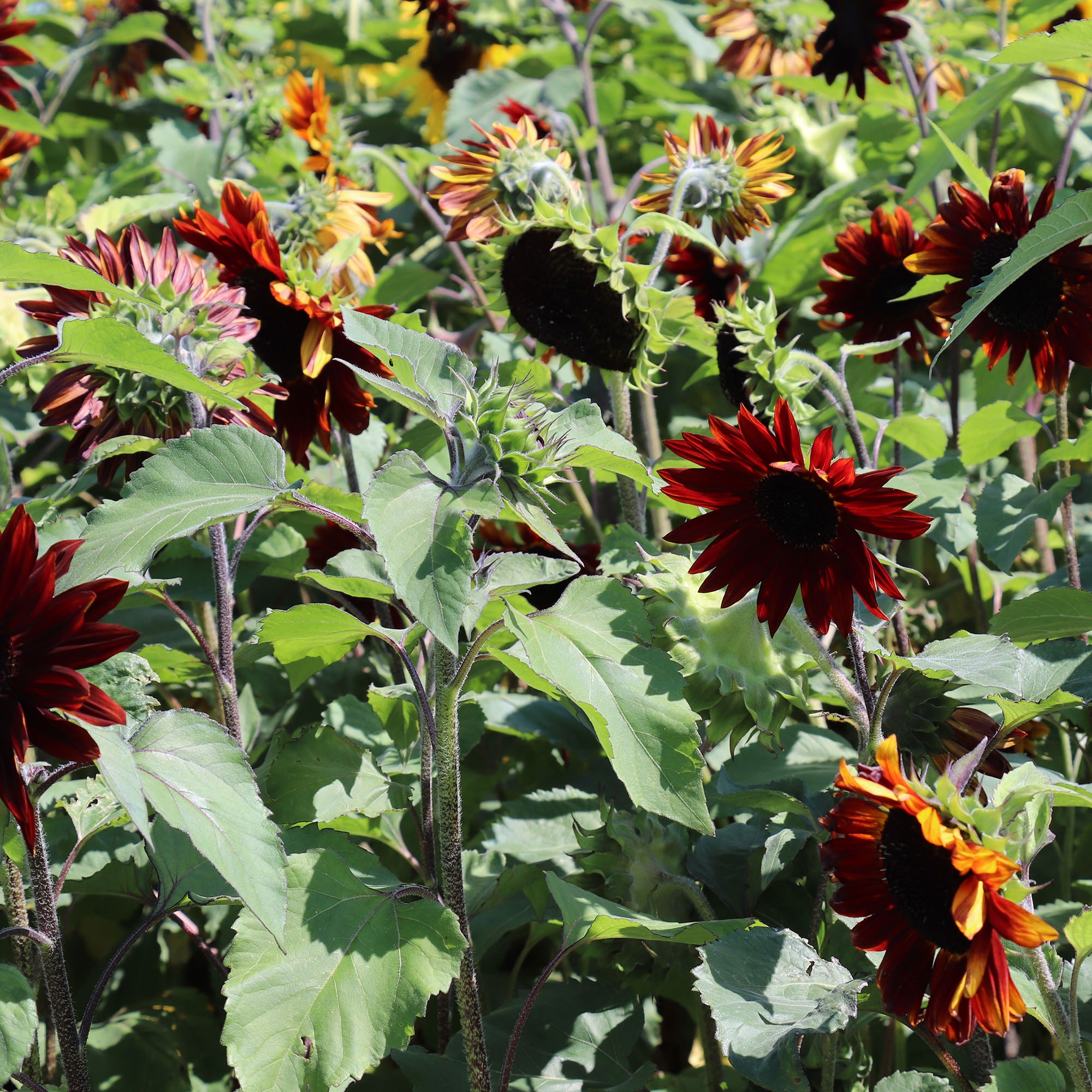 Sunflower Ruby F1 seeds | Fontana Seeds