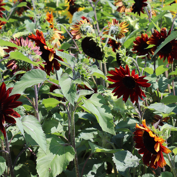 Sunflower Ruby Sunflower Growing