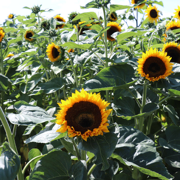 Grow Sunflower Taiyo Seeds