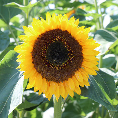 Sonnenblumen-Taiyo