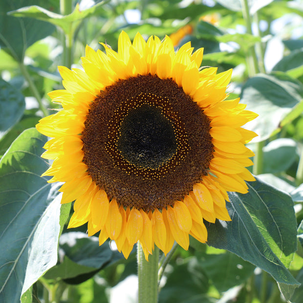 Sunflower Taiyo