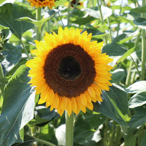 Sunflowers Taiyo Seeds