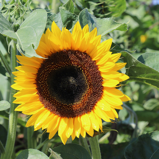 Sunflower Seeds Taiyo