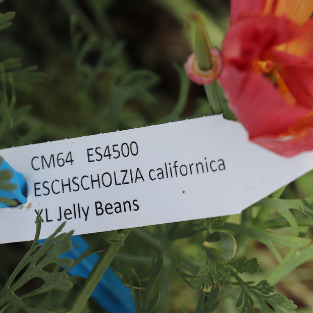 California Poppy XL Jelly Beans