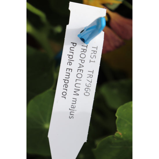 Buy Nasturtium 'Purple Emperor' Label