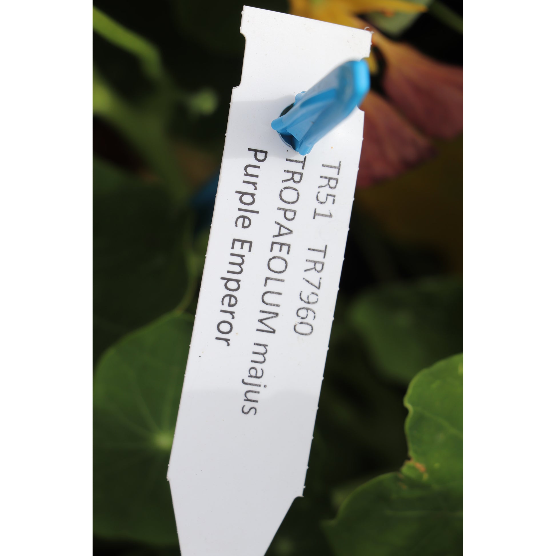 Buy Nasturtium 'Purple Emperor' Label