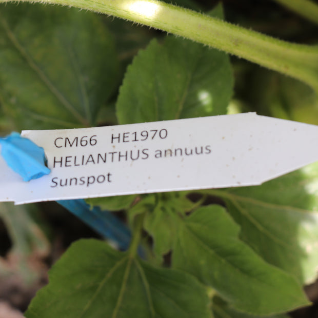 Label Helianthus Annuus Sunspot