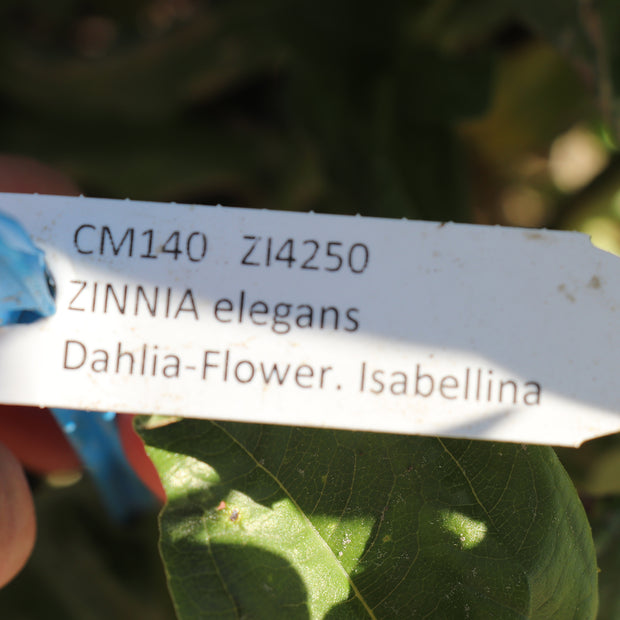 Zinnia Elegans Dahlia-Flowered Isabellina