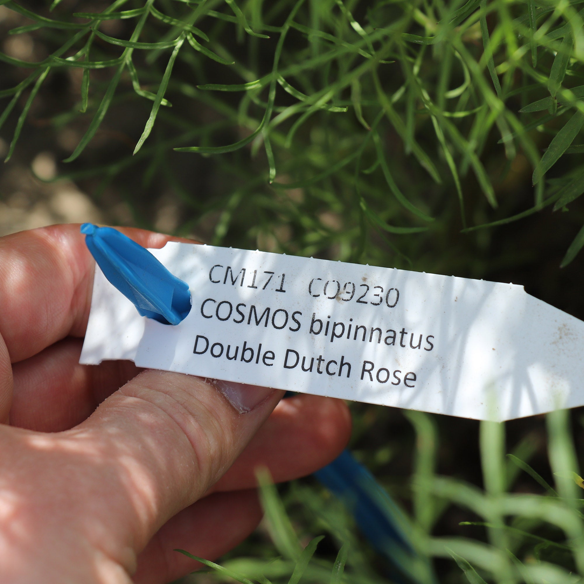 Cosmos Bipinnatus Double Dutch Rose - Cosmos Seeds | Fontana Seeds